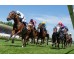  Carrera: P.Nertal Monta: V.Janacek Caballo: Tacarib Bay